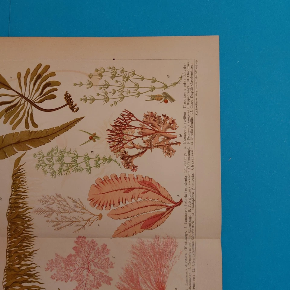 Orig.(1905) Chromolithographie ALGEN  - Bild 4 von 4