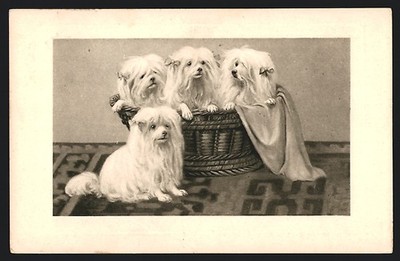Ansichtskarte Terrier mit langem Fell in Körbchen 1909 