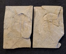 Un fino Olenellus nevadensis de la Formación Carrara, Cordillera del Desierto, Nevada, EE. UU.