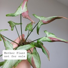 RARE - Syngonium Strawberry Milk / Pink Salmon Variegated, Selection of Cuttings