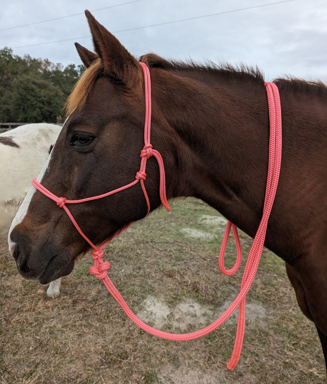 PARELLI Clinton ANDERSON Style Natural Horsemanship 12' Training Rope/Lead Rope