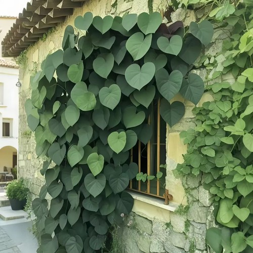100Pcs Colorful Leaf Morning Glory Seeds Color Perennial Garden Open Air Bonsai - Picture 12 of 15