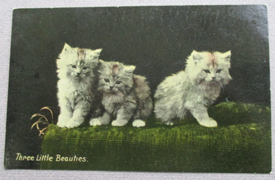 AK Katzen Kätzchen Wildt & Kray Serie 3396 Drei kleine Schönheiten VINTAGE
