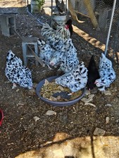 Ermine Pattern Brahma 1Dozen Fertile Eggs