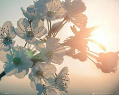Blossom Sun Flower Laminated Poster (20.5 x 16.5)