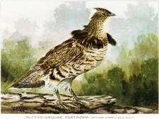 Perdiz de urogallo con volantes (Bonasa Umbellus Linn) - 1913 - Póster ilustración de aves