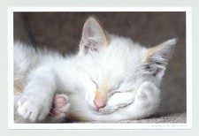 1 AK Katze "Träumerle" Harenberg - NEU !!!  =(^..^)= ___~~ ::