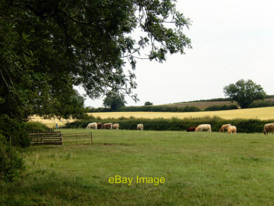 Foto 12x8 Rinder bei Rotherby Lodge aus der Gaddesby Lane gesehen eine Herde Weide um 2020