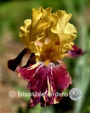 Ziggy~ Tall Bearded 33" Bold Statement BROKEN COLOR (1) Iris Rhizome