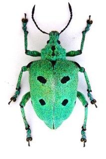 CURCULIONIDAE SP. EN022 19MM BR. NICE