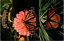 Monarch and Viceroy Butterflies Nature Press 1975 Vintage Chrome Postcard A5