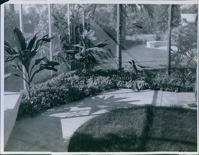 1951 Indoor Garden Pathway Plants Sunlight Shadows Photo 7x9