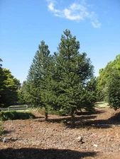 Araucaria angustifolia BRAZILLIAN PARANA PINE TREE - 1 Plant!