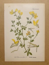 1886 ANTIQUE PICTURES LITHOGRAPH ART PRINT BOTANY FLOWER FLORA NATURE DECO PO...