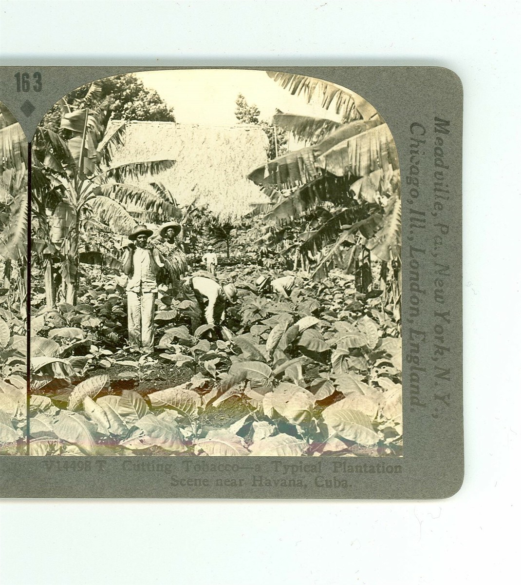 B5476 Keystone V14498T, Cutting Tobacco, Typical Plantation, Havana, Cuba D