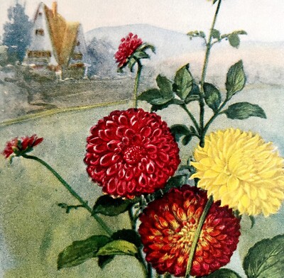 Dahlia Lithograph 1920 Flower Print Myron Van Brunt Floral Garden Art DWDD16