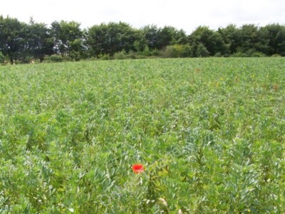 Foto 6x4 Ackerbohnen, Summerslade Down Brixton Deverill Feldbohnen sind um 2009
