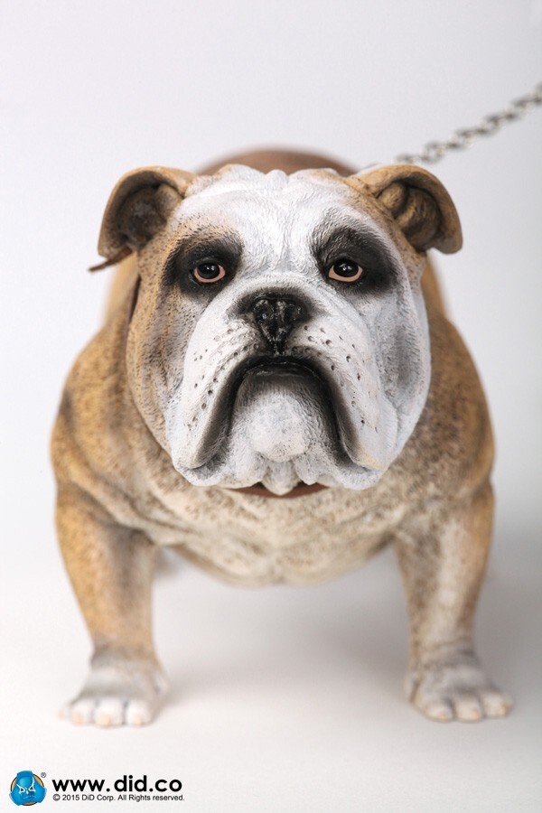 1/6 Did British bulldog AS002A Rare Mib Sealed