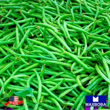 Bean Seeds - Bush - Jade Non-GMO / Heirloom / Vegetable Garden Fresh