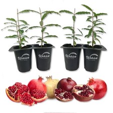 Pomegranate Tree - 4 Live Starter Plants - Edible Fruit