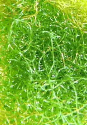 Chaeto 1/2 Cup Macro Algae Infused with Amphipod and Copepods Cultures