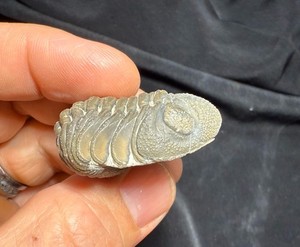 Large rolled  Phacops Barrandeops Trilobite fossil Devonian of Morocco 