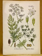 1886 ANTIQUE PICTURES LITHOGRAPH ART PRINT BOTANY FLOWER FLORA NATURE DECO PO...