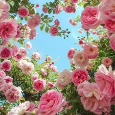 Pink Climbing Rose Seeds   20 Seeds   Non-GMO Heirloom Vine for Trellises