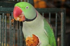 Hot Pepper 3 DOZ Gini's BIRDIEBREAD Cones  Muffins Birdie Bread Birdy Bread