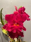 Lc. Newberry Firehouse `Mendenhall' Mericlone Cattleya Orchid Plant — photo 2