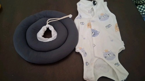Large Cat Recovery Suit Breathable With Free Cushion Donut. PLS READ DESCRIPTION
