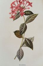 Antique Print Bouvardia c1900s Botanical Victorian Wildflowers Garden Flowers