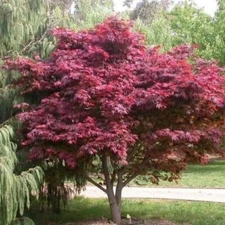 Emperor 1 Red Japanese Maple Tree - Live Plant - ( 2.5 QT )