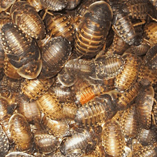 25 Live Dubia Roaches Feeder Insects Lot, Assorted Various Sizes and sex.