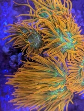 RARE WWC Hawaiian Punch Ultra Rainbow Bubble Tip Anemone BTA Live Coral Nem High