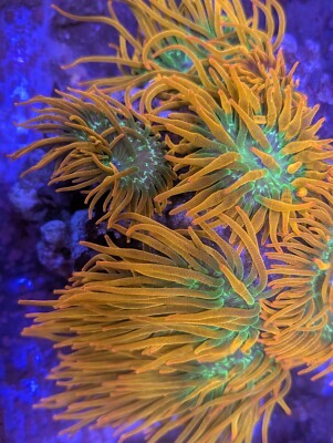 RARE WWC Hawaiian Punch Ultra Rainbow Bubble Tip Anemone BTA Live Coral Nem High