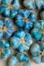 Bastard Hogberry Seeds for Planting (5 Rare Seeds) - Margaritaria nobilis