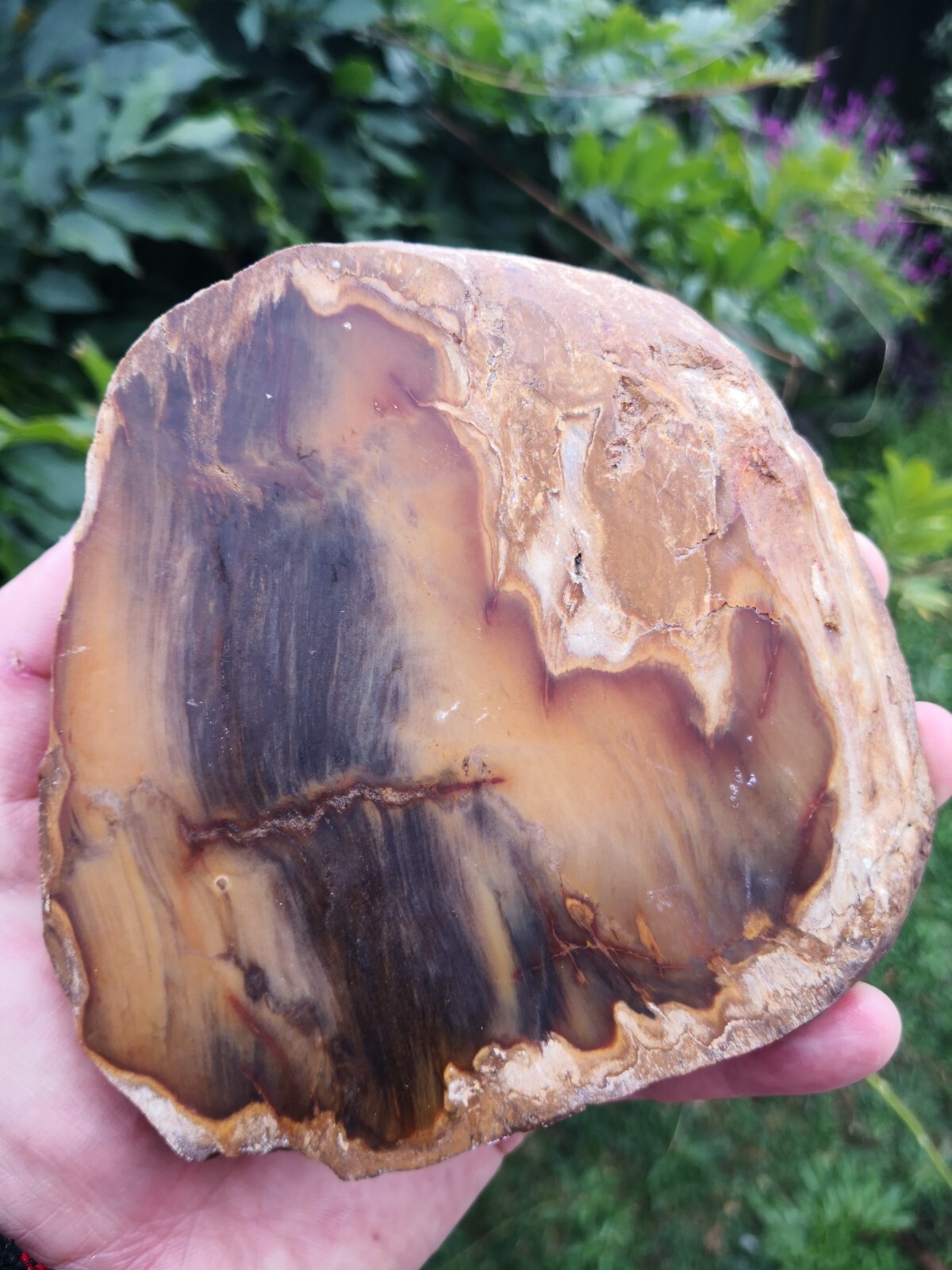 Premium Petrified Wood Slab from New Zealand – Ideal for Lapidary Carving & Crystal Work