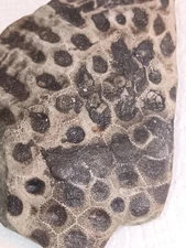 Michigan Petoskey Stone Large Whole Rough Unpolished Hexagonaria Fossil Coral 