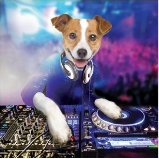 Funny Dog Green Green Screen Meme Videos Green Screen Meme Mateo