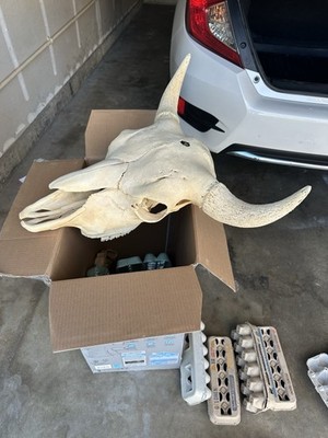 Authentic Bison Skull