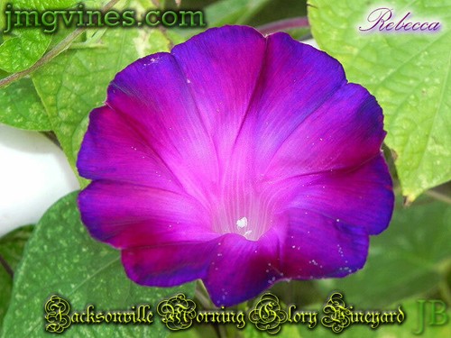 Rebecca Ipomoea Purpurea Morning Glory 10 Qty - Picture 4 of 6
