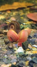 10 Live Freshwater Aquarium Ramshorn Snails Mix Variety Combined Shipping