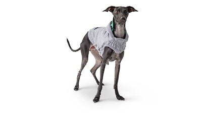 Hundepullover Pullover Hund Pulli GF Pet LODGE Hoodie RL 46 cm Gr. L wendbar NEU