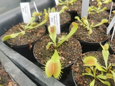 Dionaea muscipula "Beastie Boy", fleischfressende Pflanzen, Venusfliegenfalle, - Bild 1 von 2
