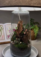 Terrarium Con Progetto Su Misura