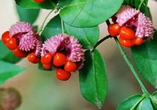 Euonymus americanus | American Strawberry Bush | Bursting Heart | 5_Seeds