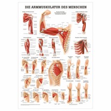 Armmuskulatur Poster Anatomie 70x50 cm medizinische Lehrmittel