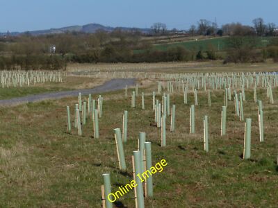 Foto 12x8 Queen Elizabeth Diamond Jubilee Wood Normanton le Heath :// c2013