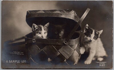 Postcard Three Kittens/Cat  in Picnic Basket; Rotograph 1905 Jd